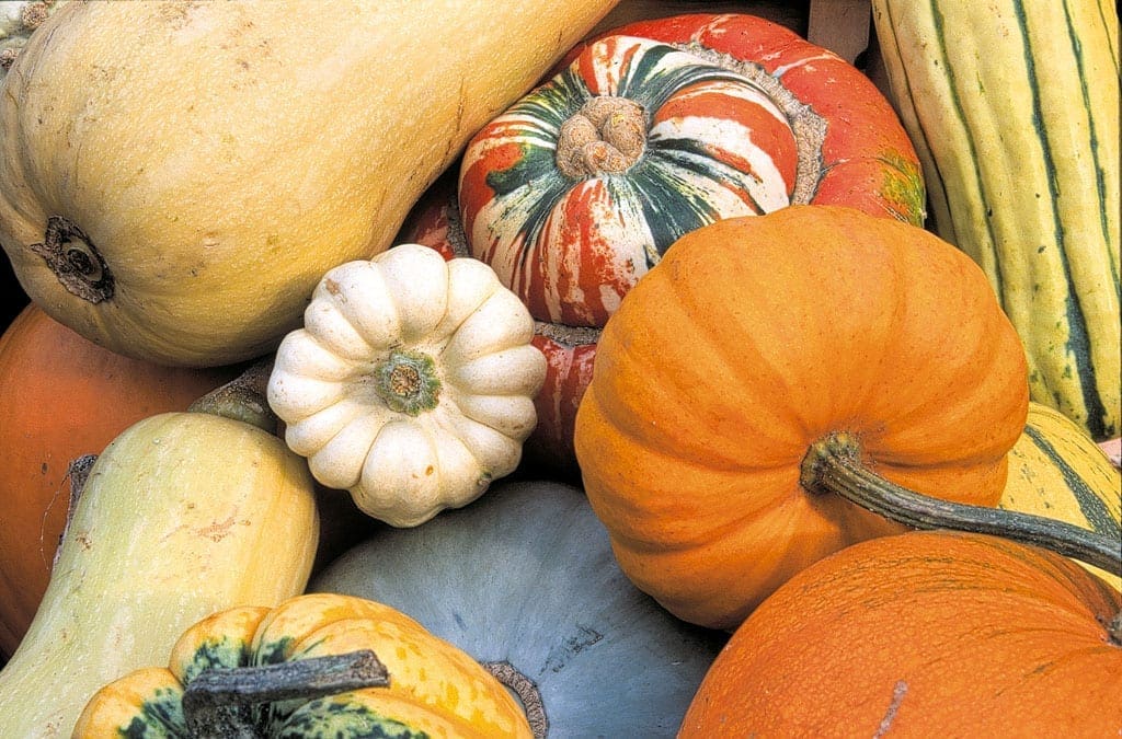 How to grow squashes