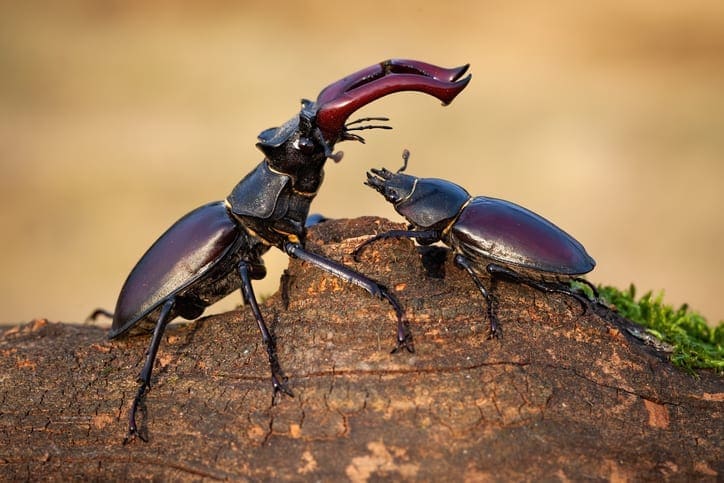 Create a log pile for stag beetles and other wildlife | Kitchen Garden ...