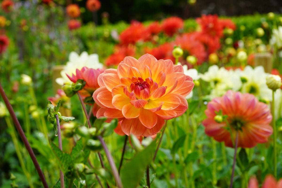 DAZZLING DAHLIAS AT HELIGAN | Kitchen Garden Magazine