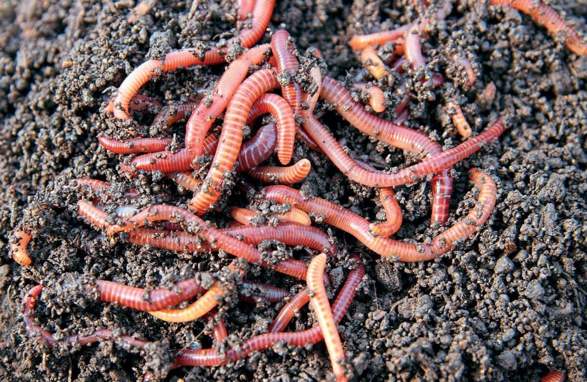 Fun With Meat Grinders - Red Worm Composting