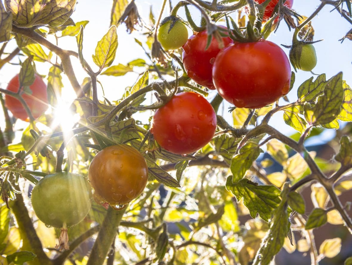 Grow your own tomatoes in a pot / RHS Gardening