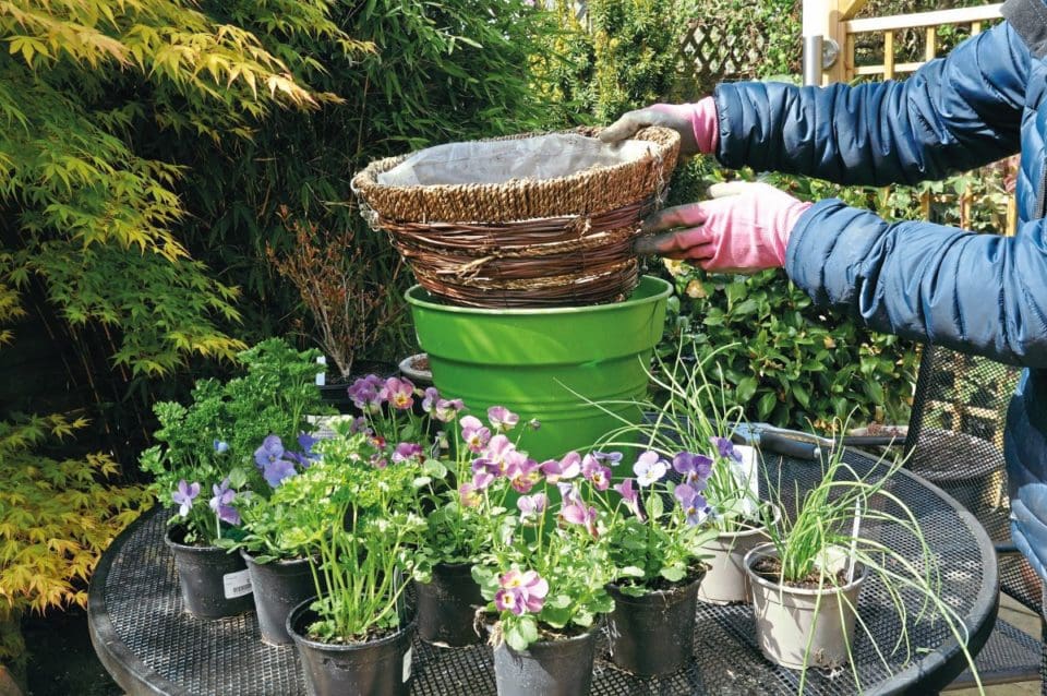 best herbs for hanging baskets