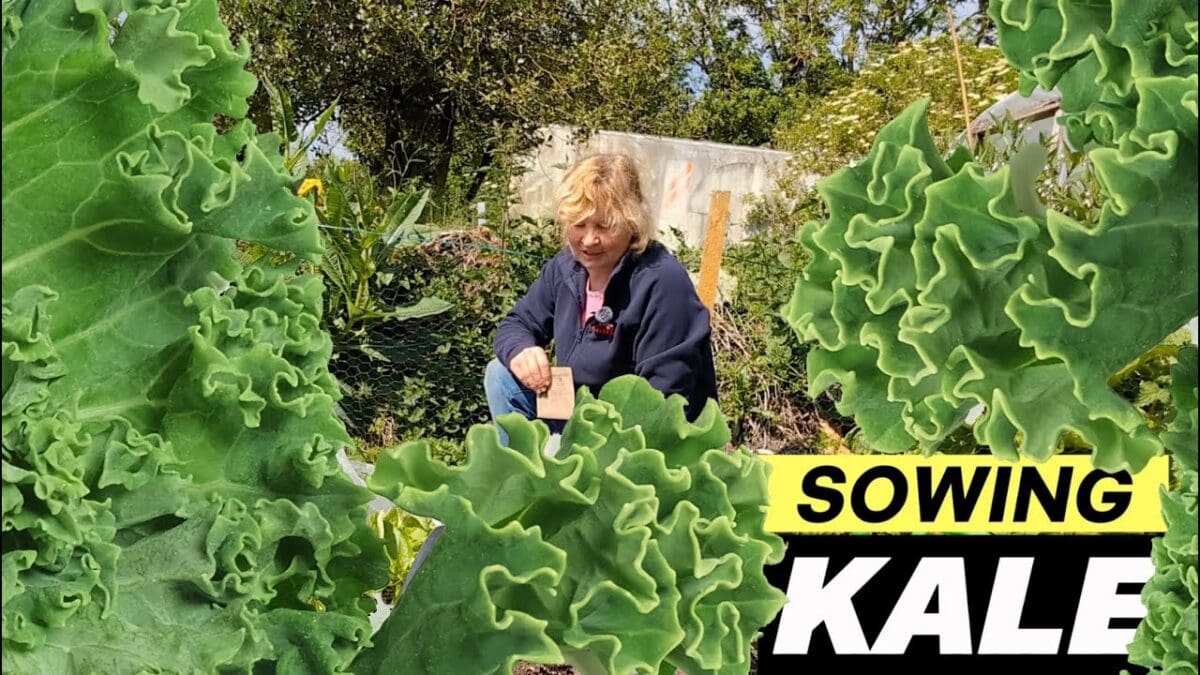 Summer sowing of kale | Kitchen Garden Magazine